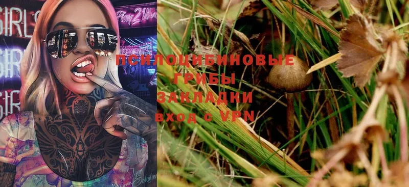 Галлюциногенные грибы Psilocybine cubensis  Звенигород 